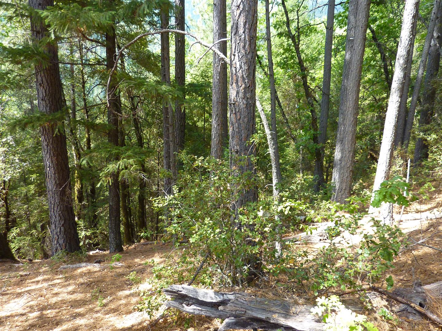 Shasta County Land For Sale 20 Acres Round Mountain, CA Shasta County Land for Sale & Tehama