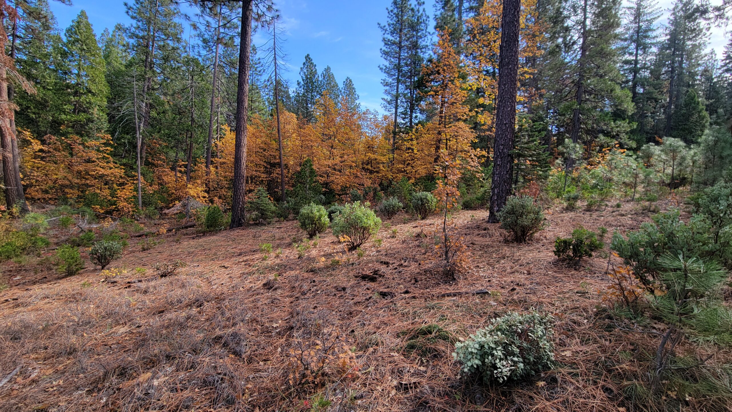 Shasta County Land For Sale Lot 8 Waterleaf Ln Shingletown, CA 34,000