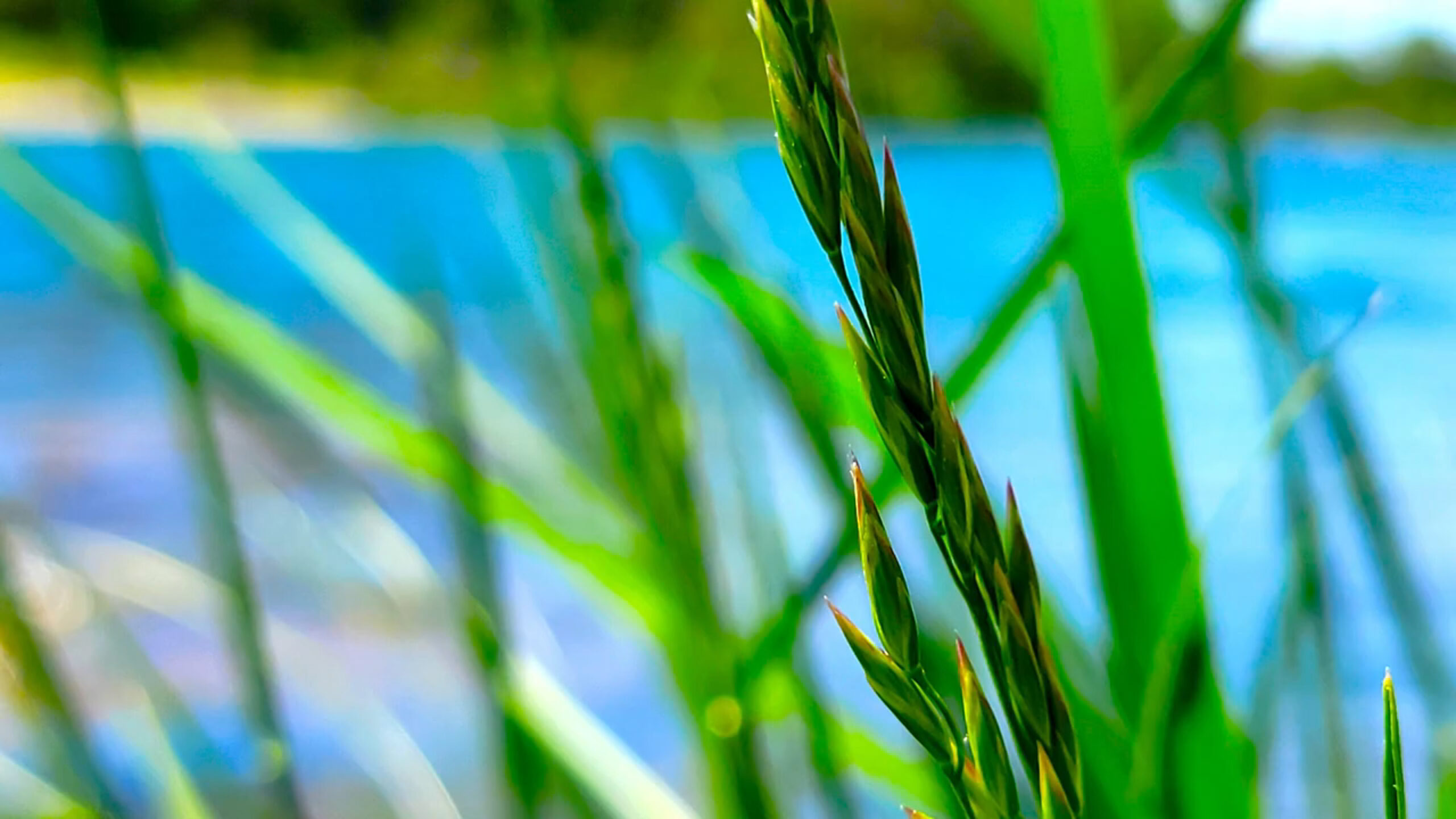 Redding CA Land For Sale Sacramento Riverfront 2.34 Acres Riverland