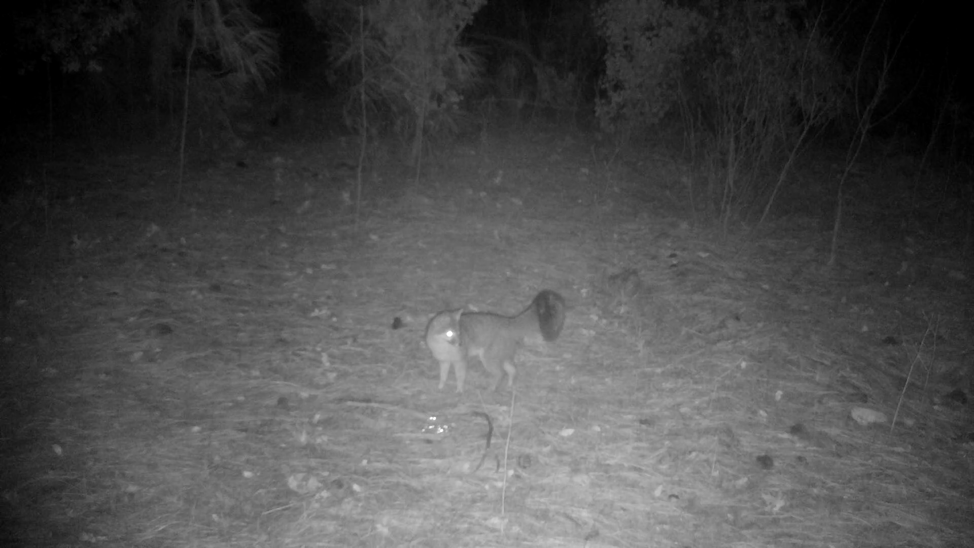 Shasta County Land For Sale, 20 Acres Backbone Rd, Bella Vista, CA