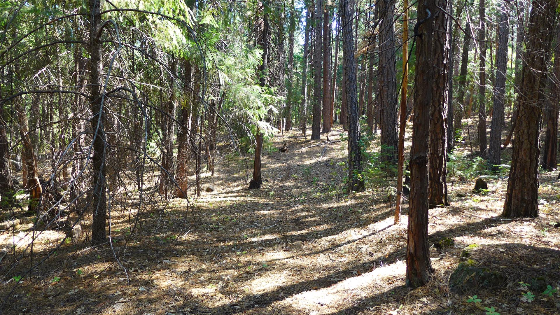 Shasta County Land For Sale Lot 14 100 Road, Shingletown, CA 96088 67,000 Shasta County Land