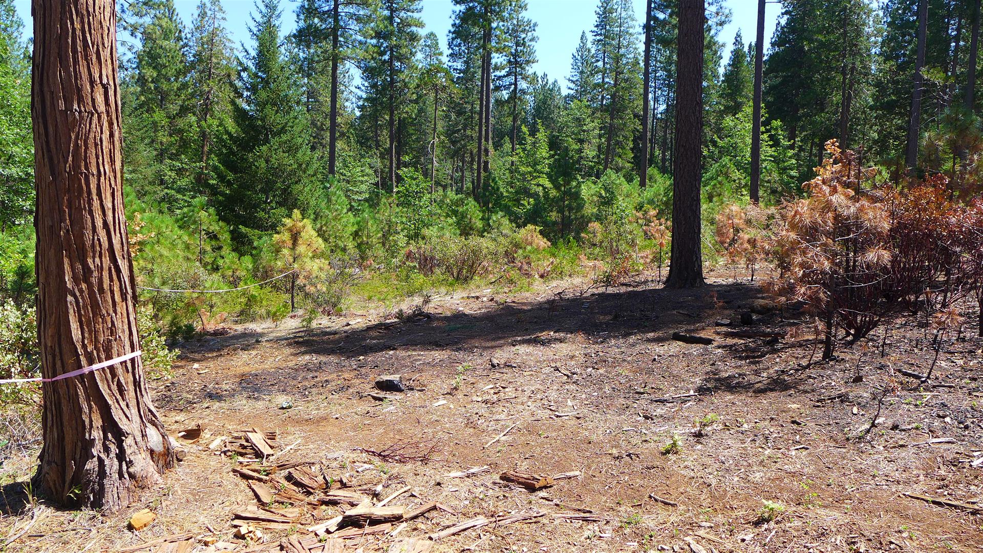 Shasta County Land For Sale Lot 8 Waterleaf Ln Shingletown, CA 34,000 Shasta County Land For Sale